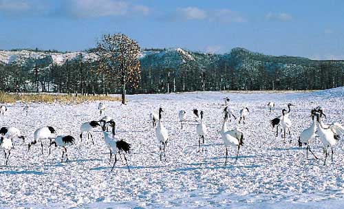 Kushiro Shitsugen - Heaven of endangered Japanese Cranes