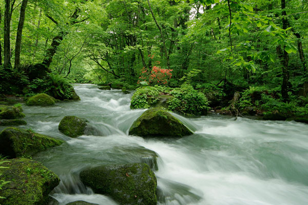 Oirase Stream - Picturesque mountain stream