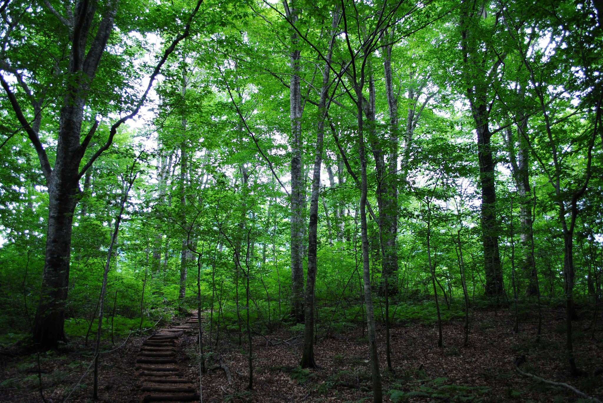 Shirakami-Sanchi - Primeval Beech Forest