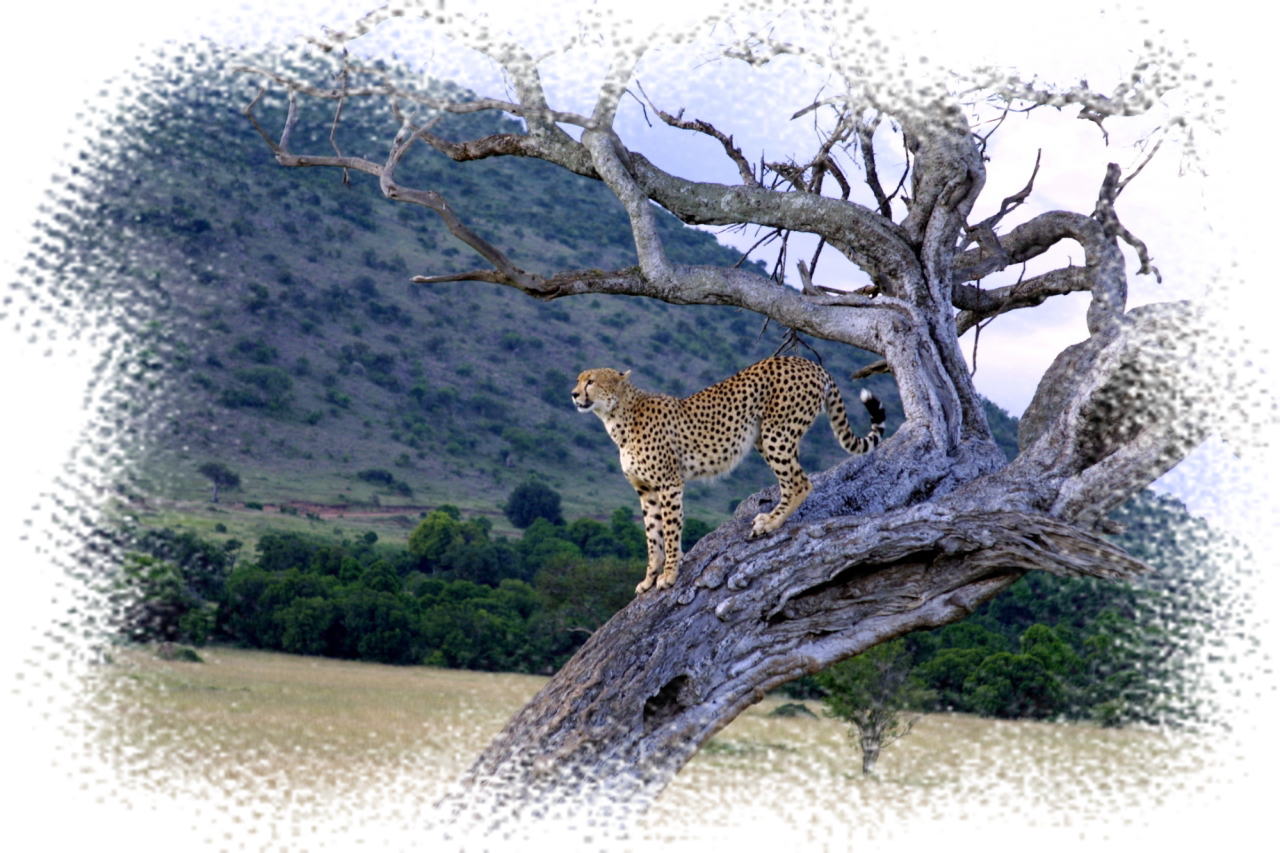 safari